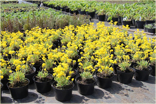 Smagliczka skalna Gold Cushion Alyssum saxatile